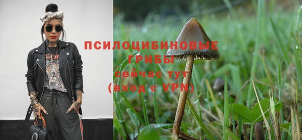 ПСИЛОЦИБИНОВЫЕ ГРИБЫ Аркадак
